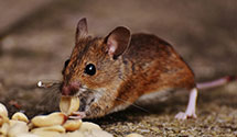 24 Hour & Emergency Exterminators in Port Penn, DE
